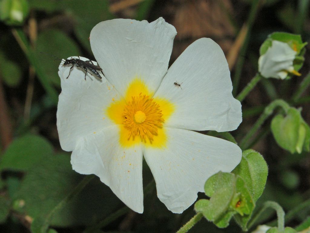 Cistus salvifolius / Cisto femmina